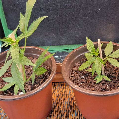 Sky OG. growlog photo: Two clones!!! Let's see what happens! Went from one plant, two and now 4 plants! Luckily I already have a home for these two babies. 