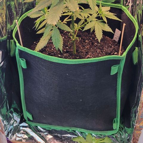 Sky OG. growlog photo: Two clones!!! Let's see what happens! Went from one plant, two and now 4 plants! Luckily I already have a home for these two babies. 