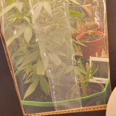Sky OG. growlog photo: Two clones!!! Let's see what happens! Went from one plant, two and now 4 plants! Luckily I already have a home for these two babies. 