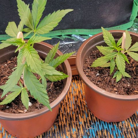 Sky OG. growlog photo: Two clones!!! Let's see what happens! Went from one plant, two and now 4 plants! Luckily I already have a home for these two babies. 