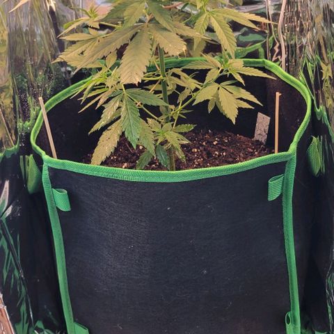 Sky OG. growlog photo: Two clones!!! Let's see what happens! Went from one plant, two and now 4 plants! Luckily I already have a home for these two babies. 