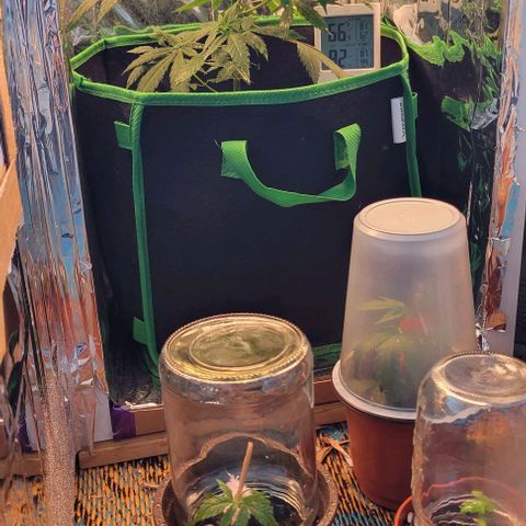 Sky OG. growlog timeline photo