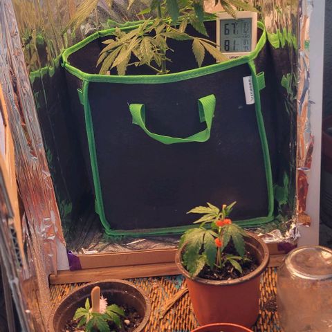 Sky OG. growlog timeline photo
