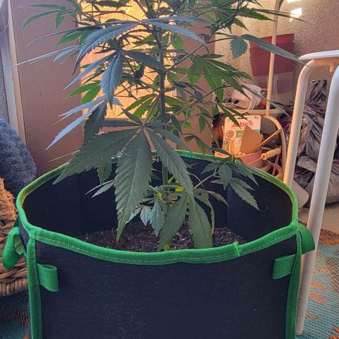 Sky OG. growlog photo: She looks so good!!! All leaves are green and healthy, shoots are growing, nodes are growing, I love this little plant! Lol 