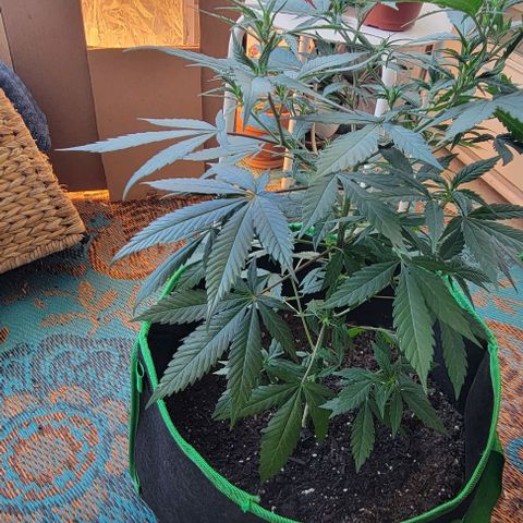 Sky OG. growlog photo: She looks so good!!! All leaves are green and healthy, shoots are growing, nodes are growing, I love this little plant! Lol 