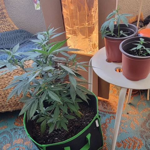 Sky OG. growlog photo: She looks so good!!! All leaves are green and healthy, shoots are growing, nodes are growing, I love this little plant! Lol 