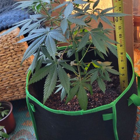 Sky OG. growlog photo: She looks so good!!! All leaves are green and healthy, shoots are growing, nodes are growing, I love this little plant! Lol 