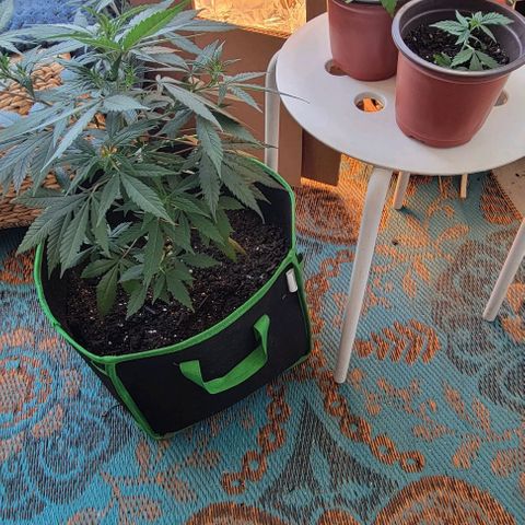 Sky OG. growlog photo: She looks so good!!! All leaves are green and healthy, shoots are growing, nodes are growing, I love this little plant! Lol 