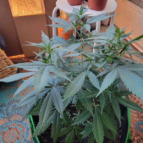 Sky OG. growlog photo: She looks so good!!! All leaves are green and healthy, shoots are growing, nodes are growing, I love this little plant! Lol 