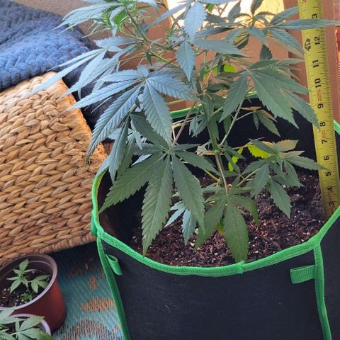 Sky OG. growlog photo: She looks so good!!! All leaves are green and healthy, shoots are growing, nodes are growing, I love this little plant! Lol 