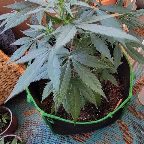Sky OG. growlog photo: She looks so good!!! All leaves are green and healthy, shoots are growing, nodes are growing, I love this little plant! Lol 