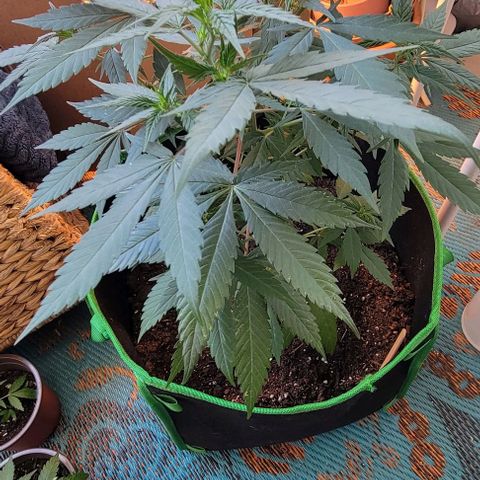 Sky OG. growlog timeline photo