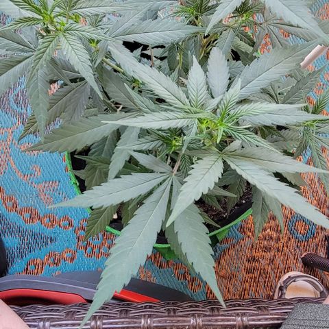 Sky OG. growlog timeline photo