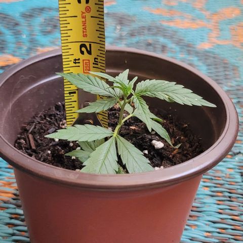 Sky OG. growlog photo: Clone baby# 1 is about almost at 2" tall. Clone baby# 2 is just about 4.5 inches tall. Both babies have been under a dome for 4 days now and ate doing so well! Both are now standing on their own! They will need some more support as they continue to grow. These babies will be picked up to their new homes in the next few days. I'm so happy to have had these babies. Mama plant and I are so proud. 