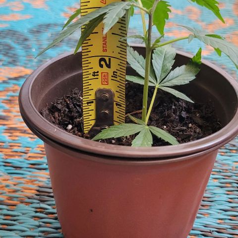 Sky OG. growlog photo: Clone baby# 1 is about almost at 2" tall. Clone baby# 2 is just about 4.5 inches tall. Both babies have been under a dome for 4 days now and ate doing so well! Both are now standing on their own! They will need some more support as they continue to grow. These babies will be picked up to their new homes in the next few days. I'm so happy to have had these babies. Mama plant and I are so proud. 