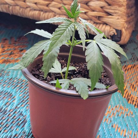 Sky OG. growlog photo: Clone baby# 1 is about almost at 2" tall. Clone baby# 2 is just about 4.5 inches tall. Both babies have been under a dome for 4 days now and ate doing so well! Both are now standing on their own! They will need some more support as they continue to grow. These babies will be picked up to their new homes in the next few days. I'm so happy to have had these babies. Mama plant and I are so proud. 