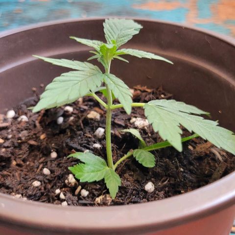 Sky OG. growlog photo: Clone baby# 1 is about almost at 2" tall. Clone baby# 2 is just about 4.5 inches tall. Both babies have been under a dome for 4 days now and ate doing so well! Both are now standing on their own! They will need some more support as they continue to grow. These babies will be picked up to their new homes in the next few days. I'm so happy to have had these babies. Mama plant and I are so proud. 