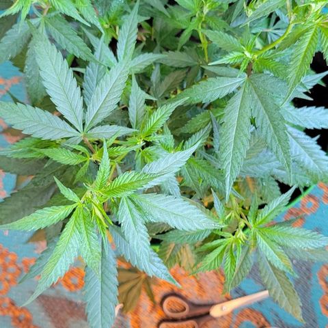 Sky OG. growlog photo: She was super bushy! Trimmed off foliage especially the big leaves covering smaller leaves. Now the lower branches should get more light. 
