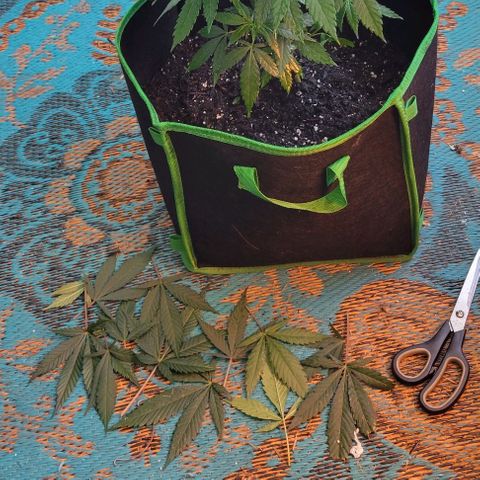 Sky OG. growlog photo: She was super bushy! Trimmed off foliage especially the big leaves covering smaller leaves. Now the lower branches should get more light. 