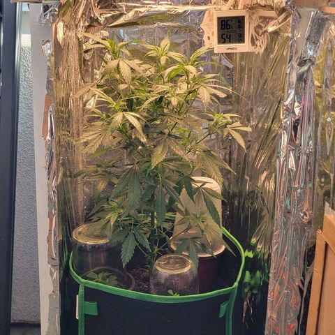Sky OG. growlog timeline photo