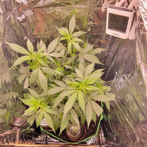 Sky OG. growlog timeline photo