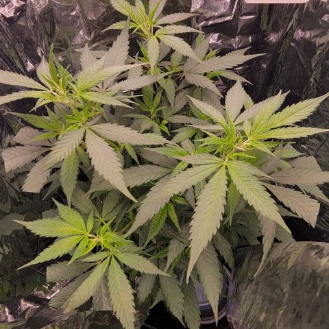 Sky OG. growlog timeline photo