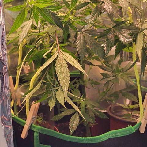 Sky OG. growlog photo: Using basic wooden clothe pins and craft pipe cleaners for now (already jad on hand) . Don't want to the pipe cleaners to rust up because of the moisture. Will replace asap with coated garden wire. 