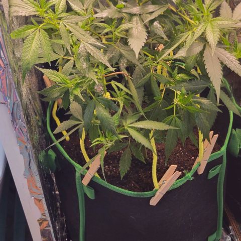 Sky OG. growlog photo: Using basic wooden clothe pins and craft pipe cleaners for now (already jad on hand) . Don't want to the pipe cleaners to rust up because of the moisture. Will replace asap with coated garden wire. 