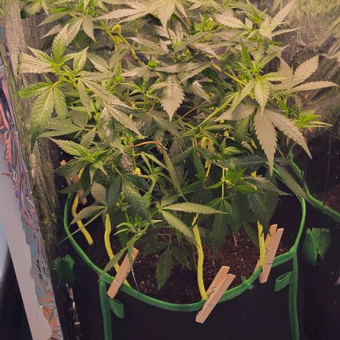Sky OG. growlog photo: Using basic wooden clothe pins and craft pipe cleaners for now (already jad on hand) . Don't want to the pipe cleaners to rust up because of the moisture. Will replace asap with coated garden wire. 