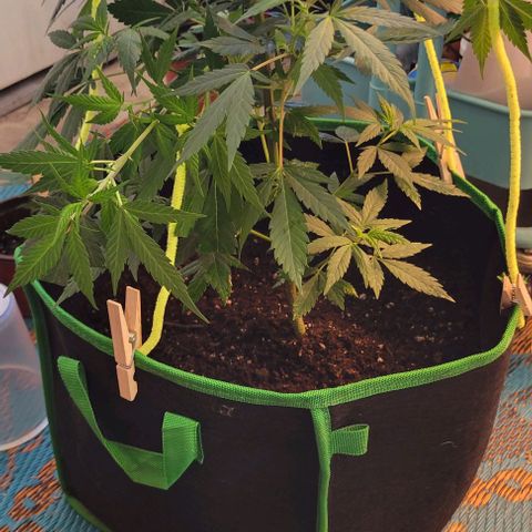 Sky OG. growlog photo: Using basic wooden clothe pins and craft pipe cleaners for now (already jad on hand) . Don't want to the pipe cleaners to rust up because of the moisture. Will replace asap with coated garden wire. 