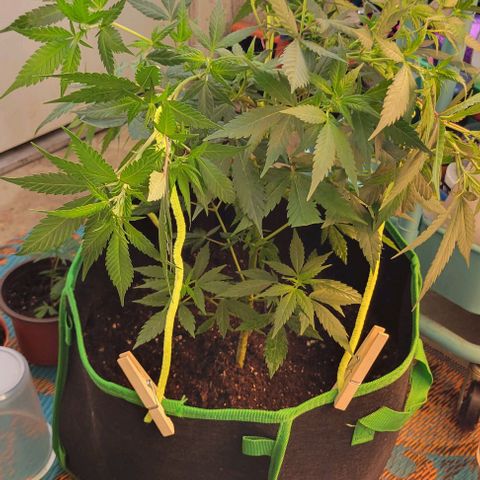 Sky OG. growlog photo: Using basic wooden clothe pins and craft pipe cleaners for now (already jad on hand) . Don't want to the pipe cleaners to rust up because of the moisture. Will replace asap with coated garden wire. 