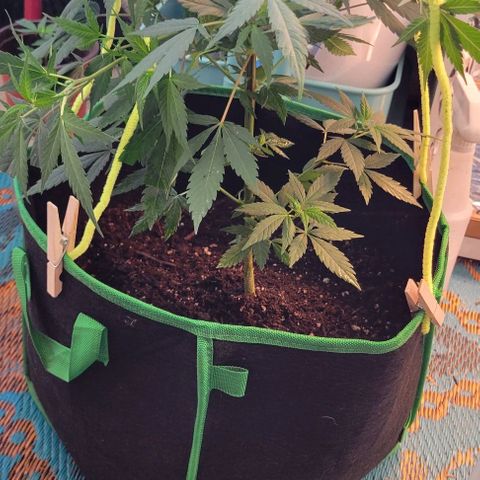 Sky OG. growlog photo: Using basic wooden clothe pins and craft pipe cleaners for now (already jad on hand) . Don't want to the pipe cleaners to rust up because of the moisture. Will replace asap with coated garden wire. 