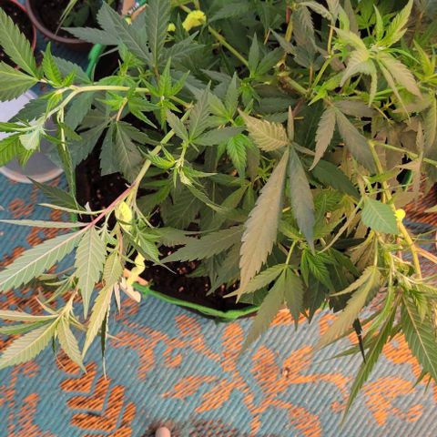 Sky OG. growlog photo: Using basic wooden clothe pins and craft pipe cleaners for now (already jad on hand) . Don't want to the pipe cleaners to rust up because of the moisture. Will replace asap with coated garden wire. 