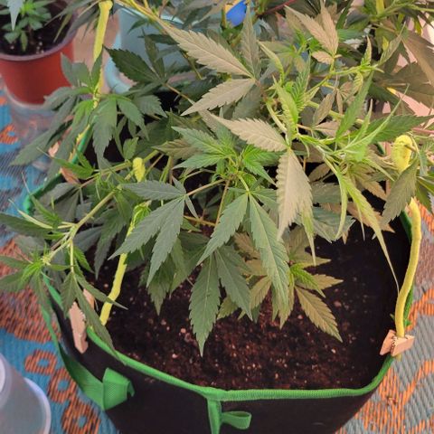 Sky OG. growlog photo: Using basic wooden clothe pins and craft pipe cleaners for now (already jad on hand) . Don't want to the pipe cleaners to rust up because of the moisture. Will replace asap with coated garden wire. 