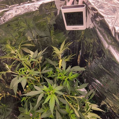 Sky OG. growlog photo: This is overnight, you can see the smaller branches are beginning to shase up to the light. Looking good! 