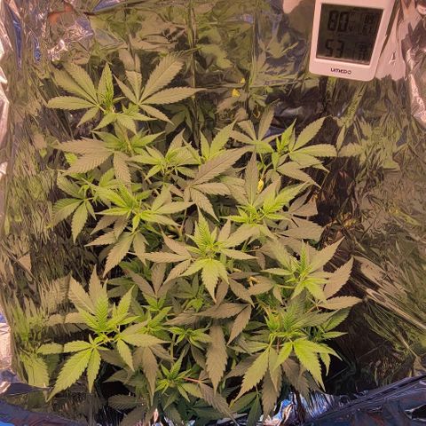 Sky OG. growlog timeline photo