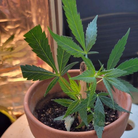 Sky OG. growlog timeline photo