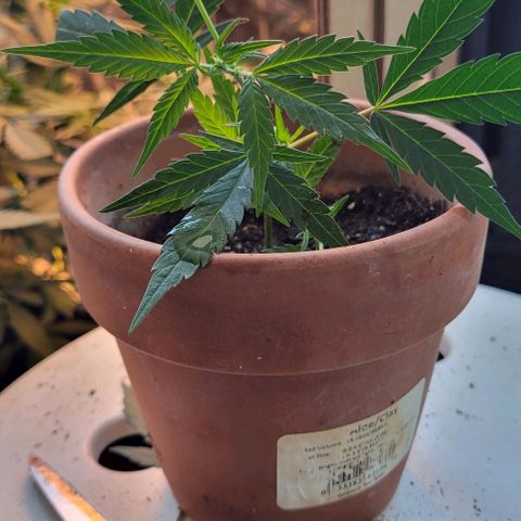 Sky OG. growlog timeline photo