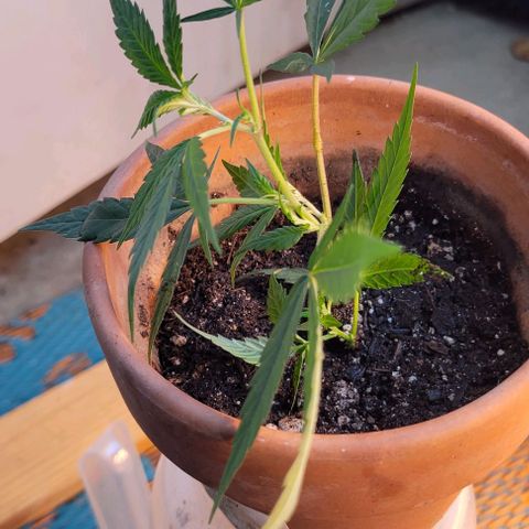 Sky OG. growlog timeline photo