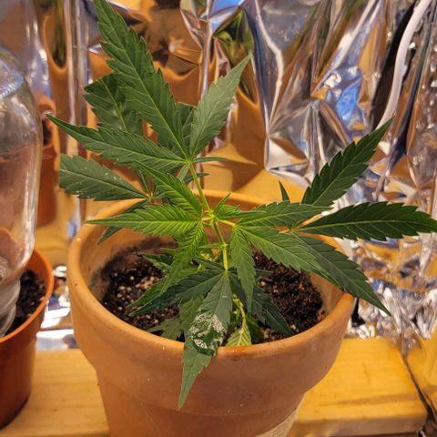 Sky OG. growlog timeline photo