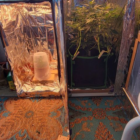 Sky OG. growlog timeline photo