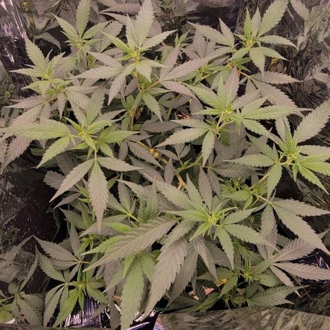 Sky OG. growlog timeline photo