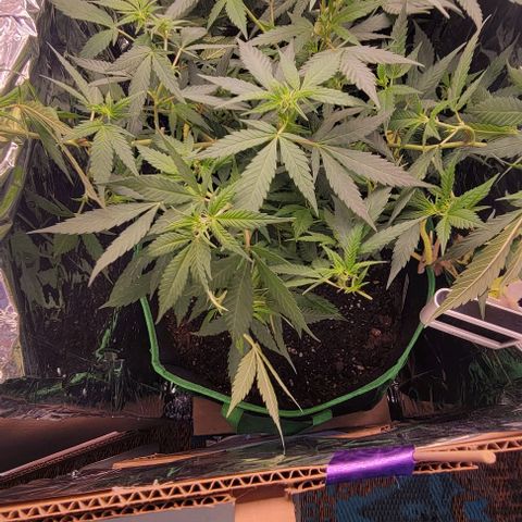 Sky OG. growlog timeline photo
