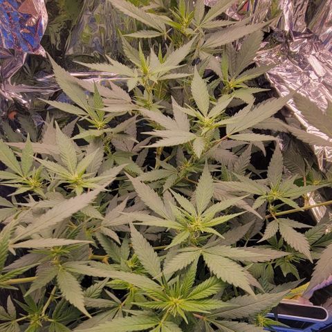 Sky OG. growlog timeline photo