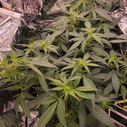 Sky OG. growlog timeline photo