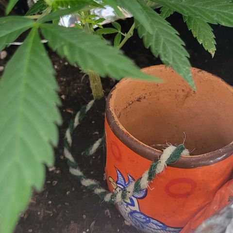 Sky OG. growlog timeline photo