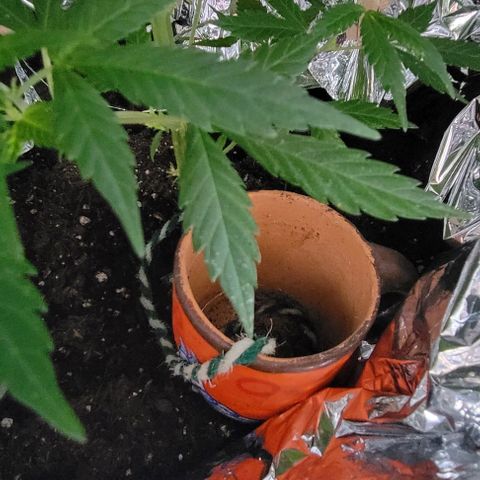 Sky OG. growlog timeline photo