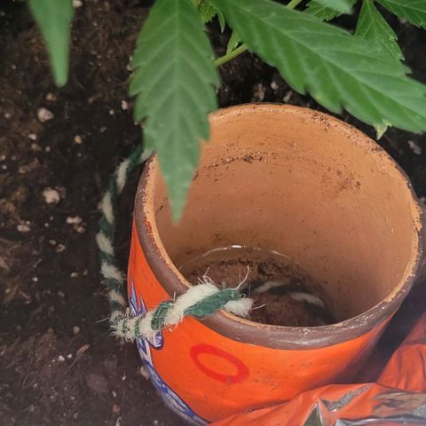 Sky OG. growlog timeline photo