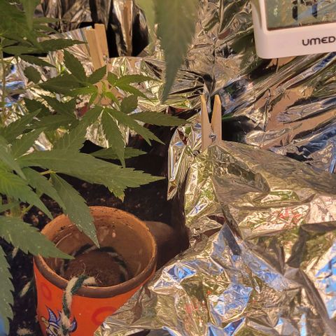 Sky OG. growlog photo: After first refill of water reservoir. 