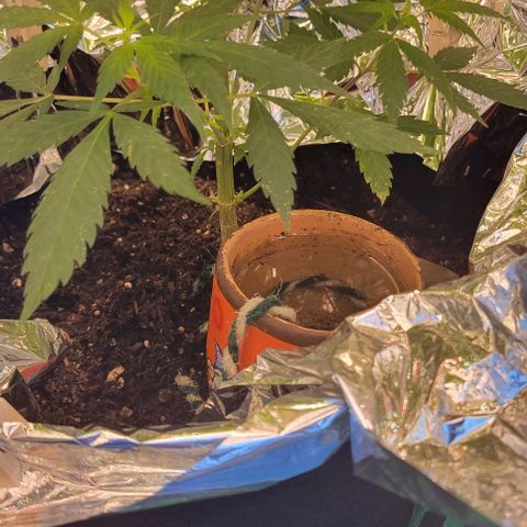 Sky OG. growlog photo: After first refill of water reservoir. 